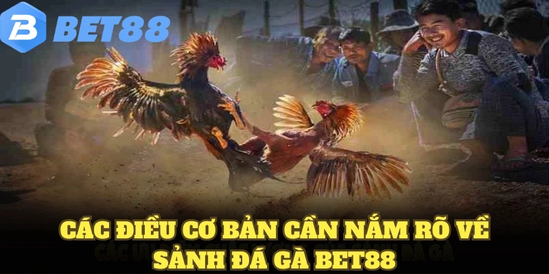 Các điều cơ bản cần nắm rõ về sảnh đá gà BET88